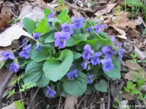 Wild Violets