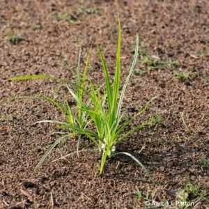 Yellow Nutsedge