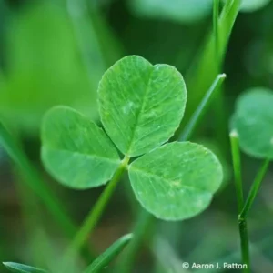 White Clover
