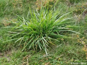 Tall Fescue