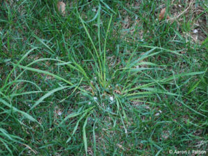 Orchardgrass