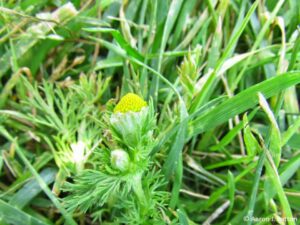 Pineapple Weed