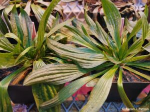 Buckhorn Plantain