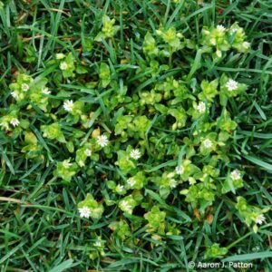 Common Chickweed