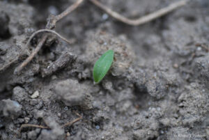Large Crabgrass