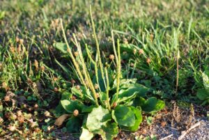 Broadleaf Plantain