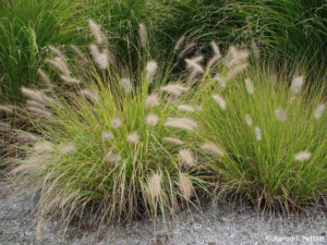 Fountain Grass