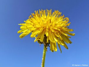 Dandelion