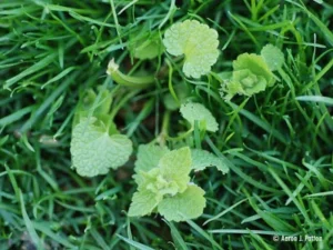 Purple Deadnettle