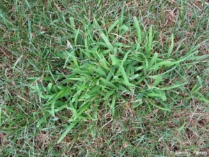 Smooth Crabgrass