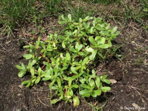 Common Purslane