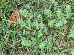 Prostrate Spurge