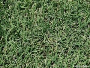 Common Bermudagrass
