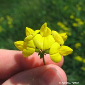 Birdsfoot Trefoil