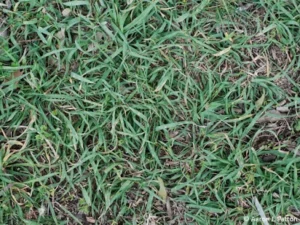 Quackgrass