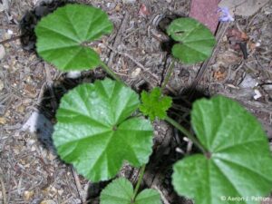 Common Mallow