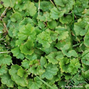 Ground Ivy