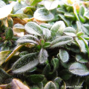 Mouse-ear Chickweed