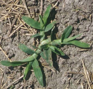 Goosegrass