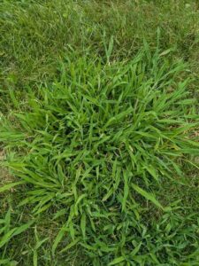Field Paspalum