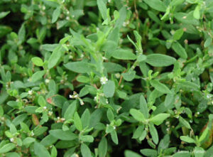 Prostrate Knotweed