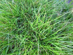 Roughstalk Bluegrass